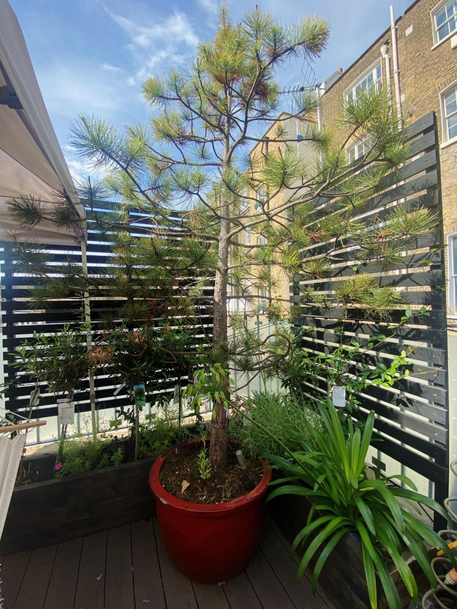 Villa Luxury Belgrave Square Private Mews Townhouse Londra Esterno foto